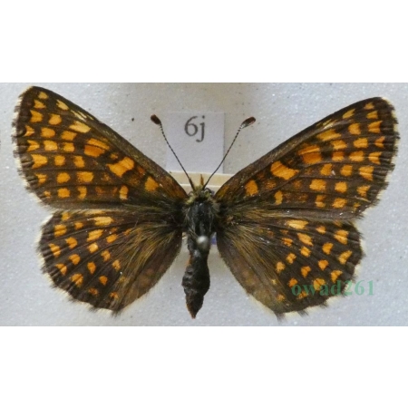 Melitaea aurelia Nickerl, 1850 female Przeplatka aurelia Slovakia6j